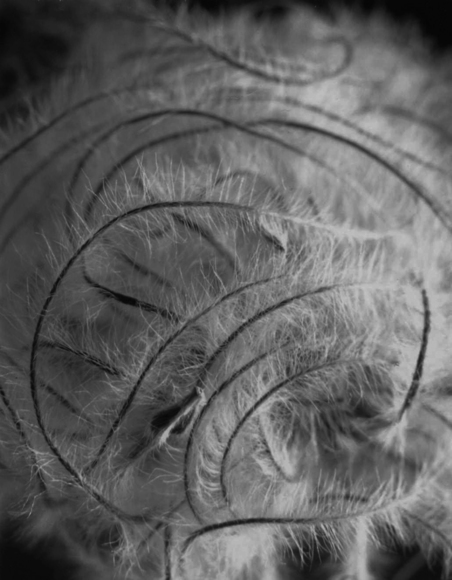 Garden Enigma No.2