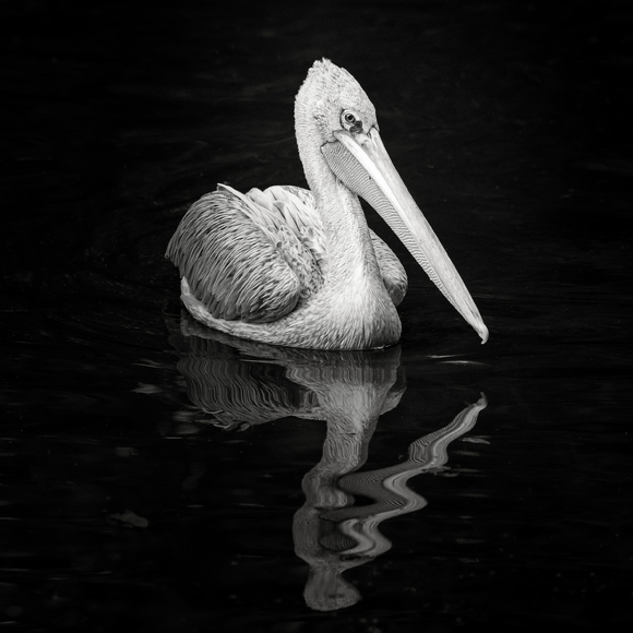 Pelican