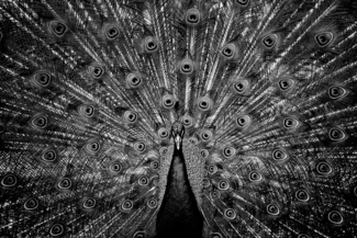 The Eye.