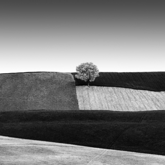 Tree in the Fields