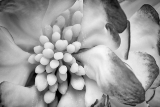 Begonia