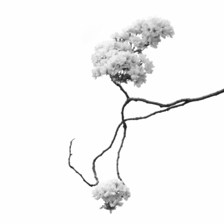 Blossom