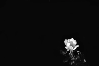 Wild rose