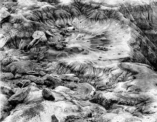 Petrified forest detail