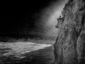 bird on cliff face