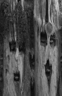 Groynes