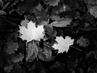 Autumn Leaves