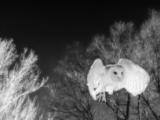 HOOT Hoot