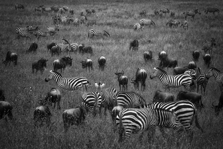 African Savanna