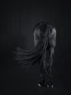 Equine Sudy 006
