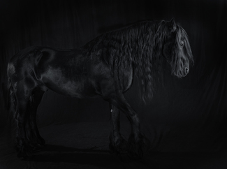 equine study 121