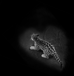 I heart Jags.