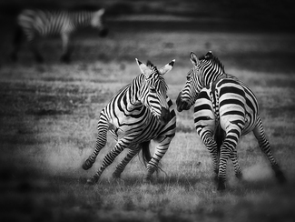 Zebra Play