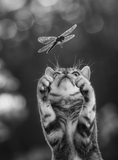 Dragonfly