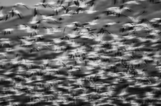 Flock