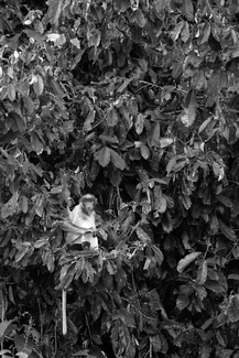 Proboscis Monkey (Nasalis larvatus)