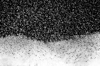 Murmuration 