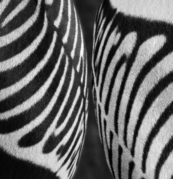 Equus zebra hartmannae 