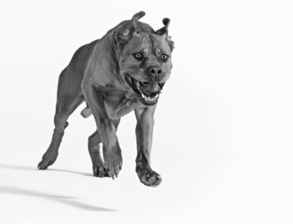 Grrr