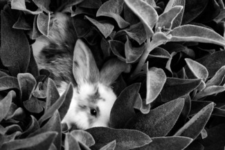 lambs ear
