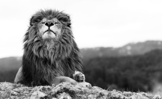 Lion King