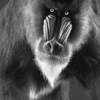 Man-Ape