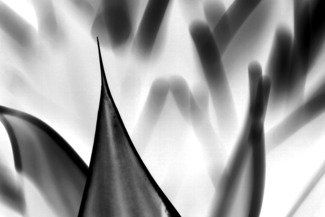 yucca