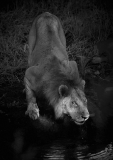 Lion Drinks at Water Hole
