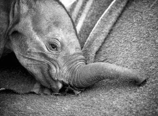 Orphan Elephant