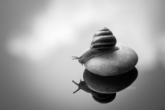Reflection (1)