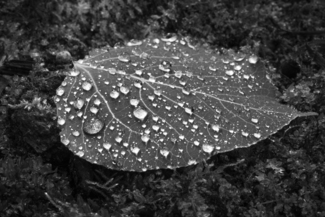The Diamonds of Life