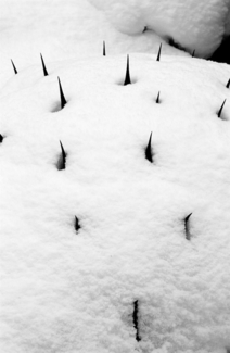 Agave Snow