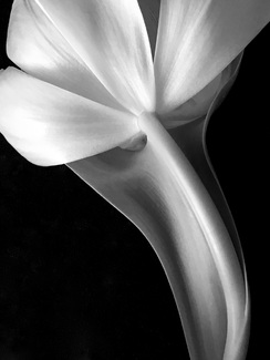 Tulip: Sensual Anomaly #2