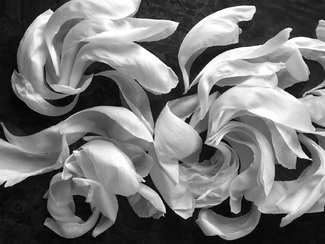 Peony Petals Take Flight on Wind and Waves