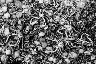 Seafood Cemetery