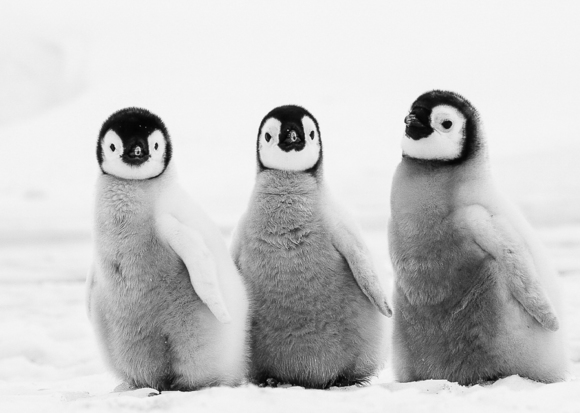 Emperor Penguin Chicks