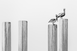 Pelicans
