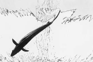 Dolphin