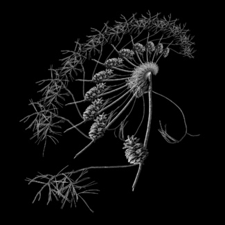Emergence #1