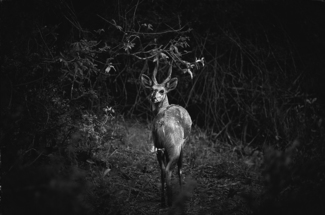 Steenbok