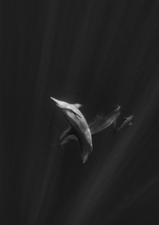 Dancing Dolphin