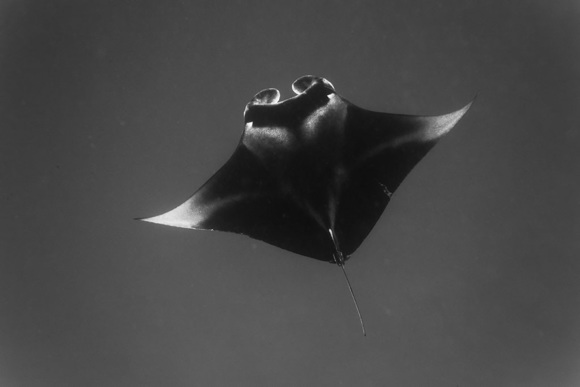 Manta