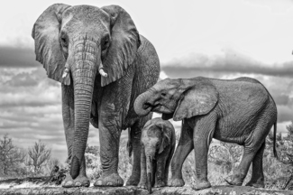 Family