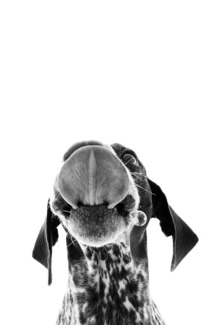 Pop