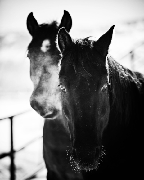 Horse Breath