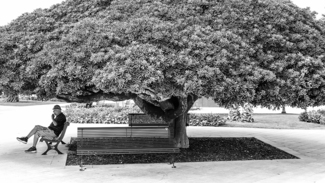 Under the Shade Tree