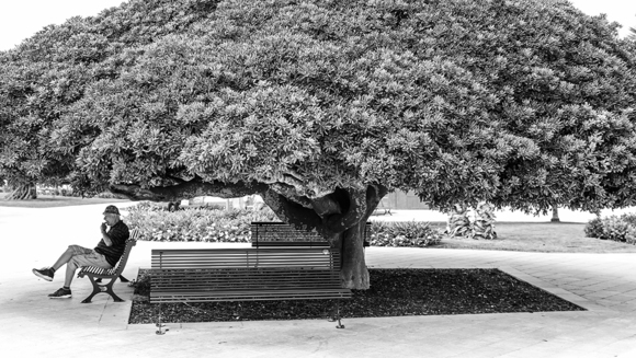 Under the Shade Tree