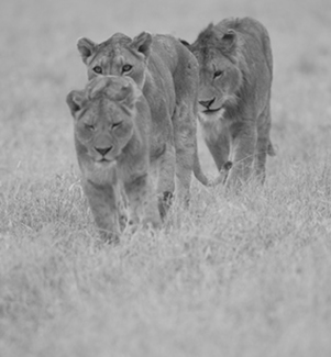 Single File