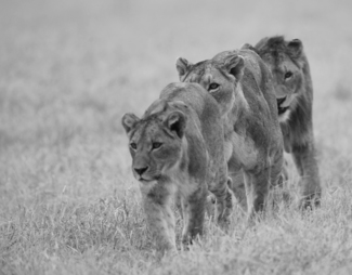Walking Along