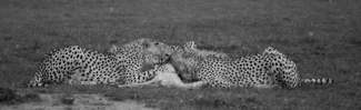 Cheetah Snack